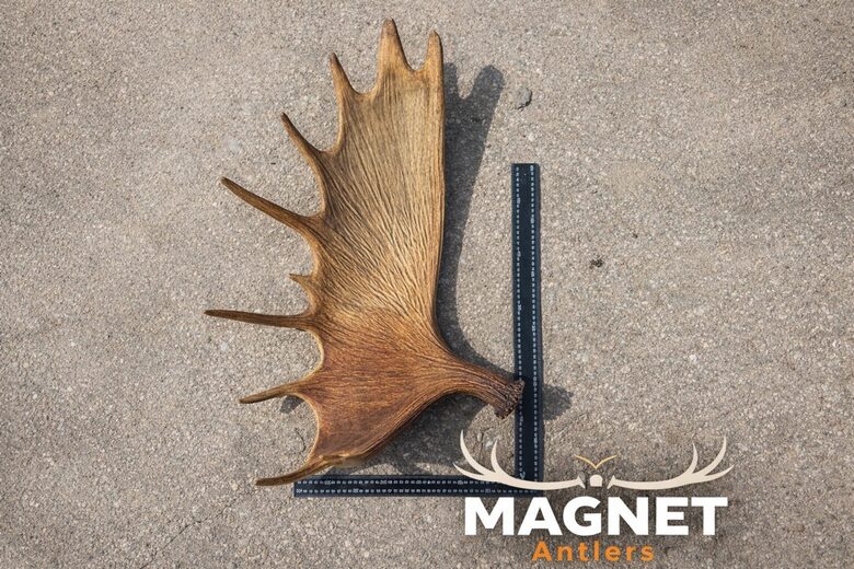 Aļņa rags | Dabiski nomests vesels aļņa rags  (4.16 KG)