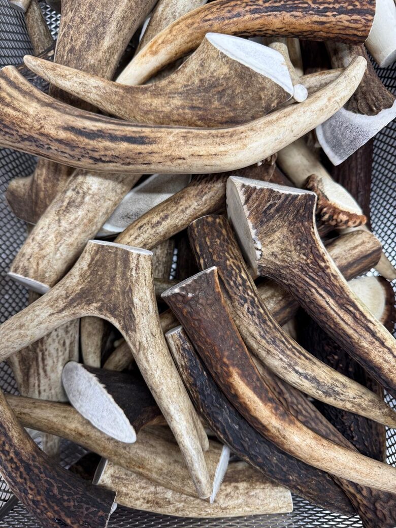 Deer antler dog chew toy - ( Medium 81-150g.)