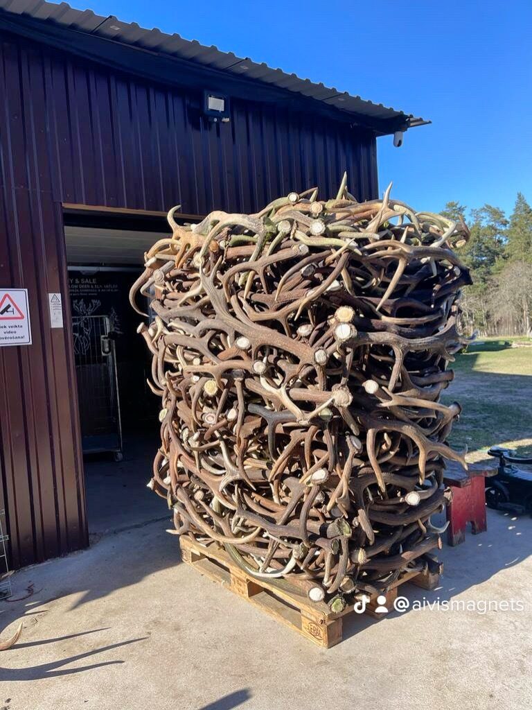 Deer Antlers, Dog Toys, Home Decor, Hunting, 100% Natural