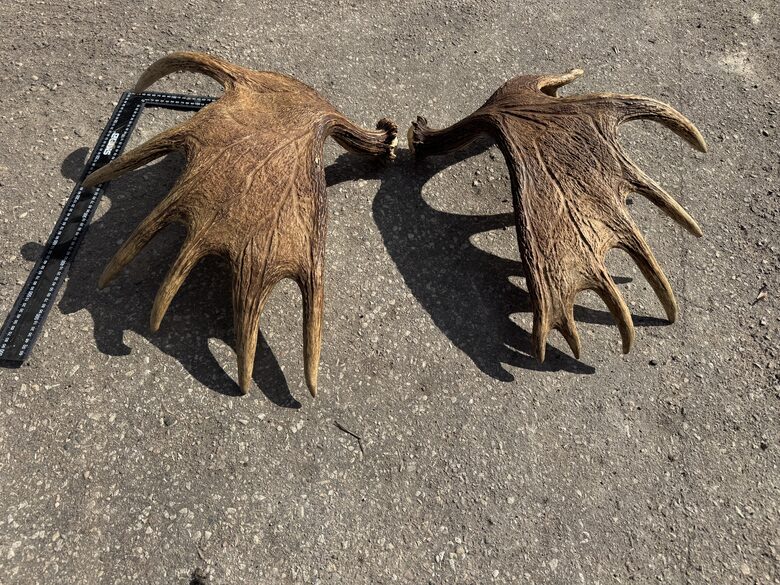 Aļņa ragu Pāris (7 KG)