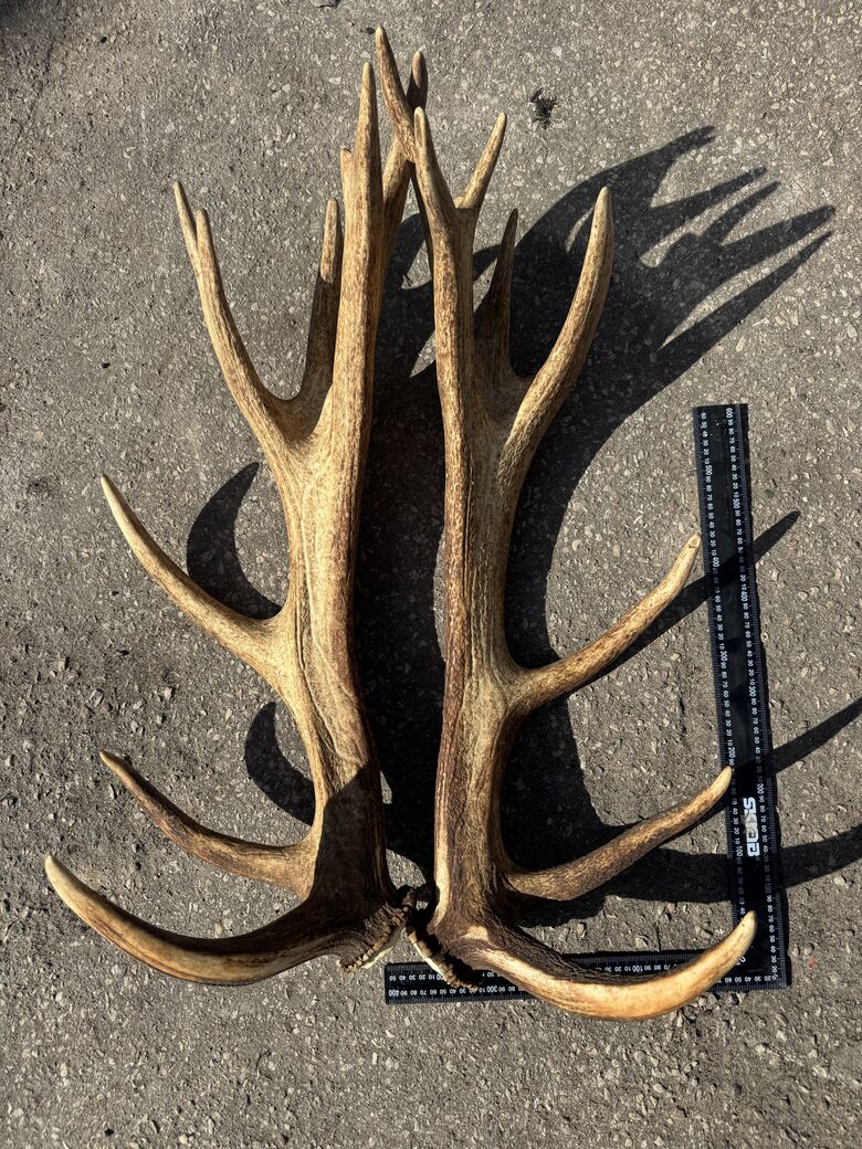 Brieža Ragu Pāris (8,46KG)