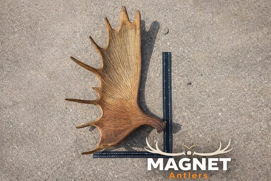 Aļņa rags | Dabiski nomests vesels aļņa rags  (4.16 KG)