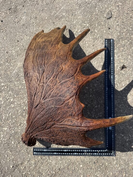 Aļņa rags | Dabiski nomests vesels aļņa rags (3.4 KG)