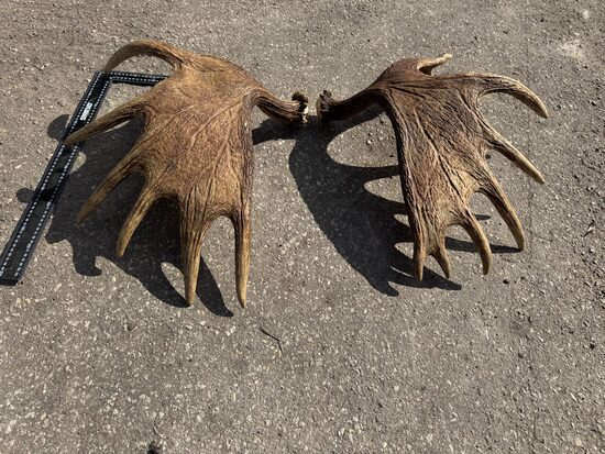 Aļņa ragu Pāris (7 KG)