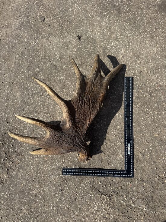 Aļņa rags | Dabiski nomests vesels aļņa rags  (4,58 KG)