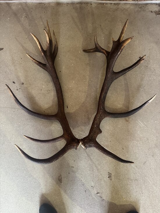 BRIEŽA RAGU PĀRIS 8.2 KG