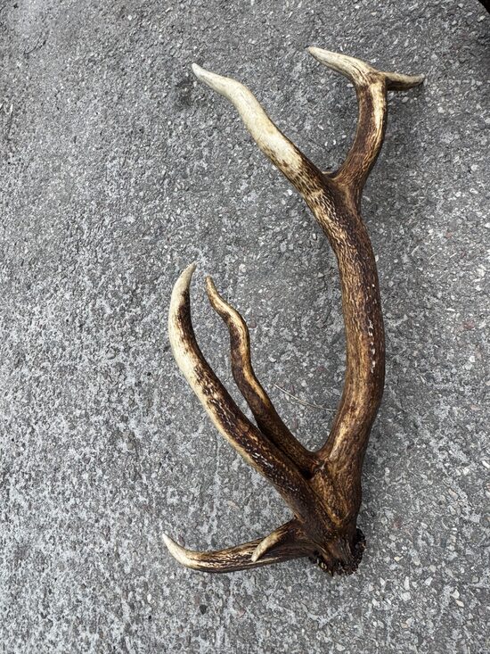 1 Brieža Rags (Anomālija)