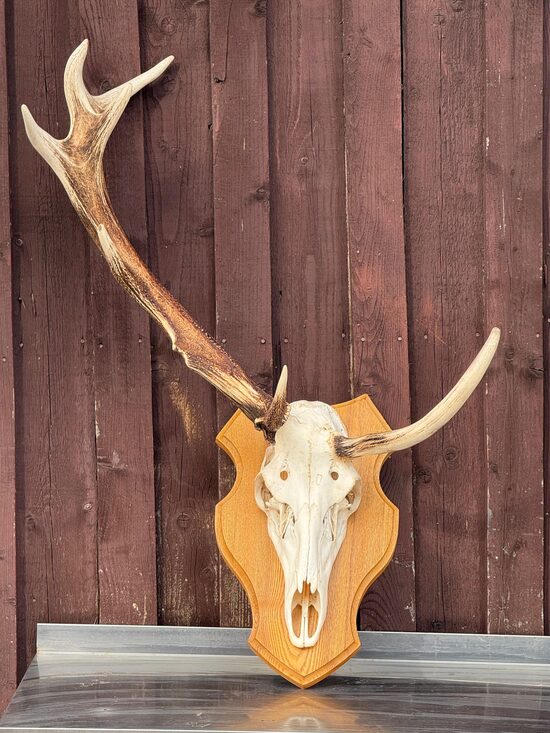 Trofeja , briedis, anormāla 