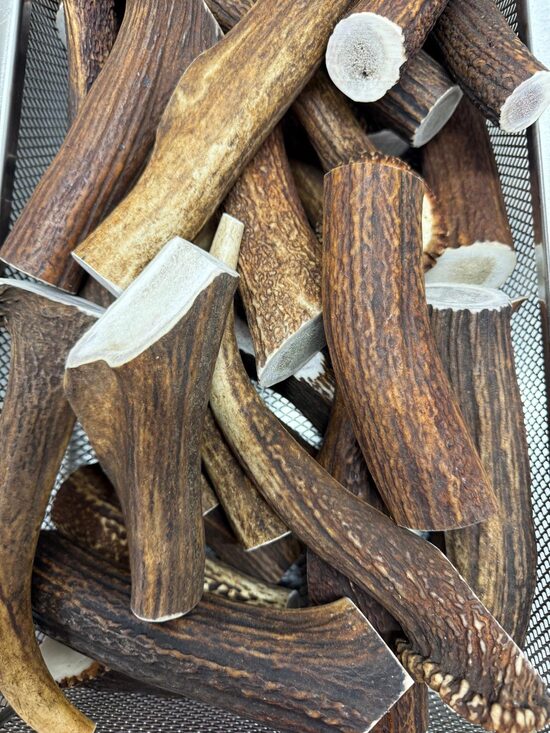 Brieža, suņu košļājamā rotaļlieta - (XL 221-270g)